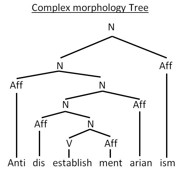 COMPLEX MORPHOLOGY TREE