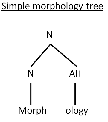SIMPLE MORPHOLOGY TREE